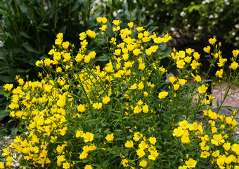 bushes with yellow flowers Enothera shrubby