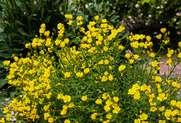 bushes with yellow flowers Enothera shrubby
