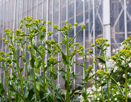 green Weida bushes dyeing with closed buds