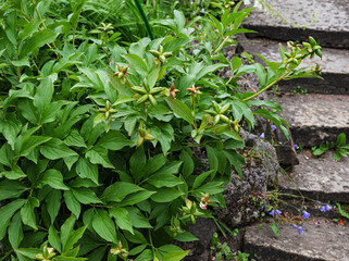 closed green bud peony milky-flowered