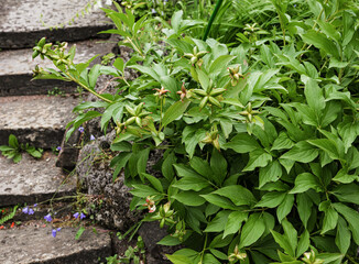 closed green bud peony milky-flowered