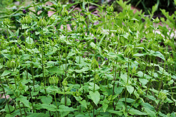 green closed monard double buds in a summer garden