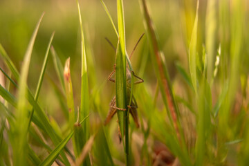 Grasshopper in grass on meadow in summer morning. Macro view