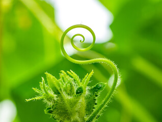 Selective focus on the mustache of a cucumber closeup. The mustache of the plant is twisted in the...