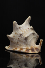big shell conch on black background
