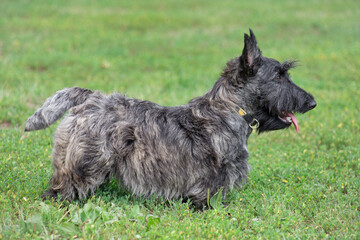 Small scottish terrier is standing on a green grass in the summer park. Pet animals.