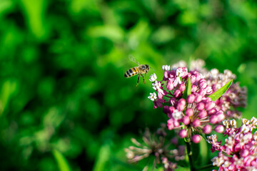 Bee over a flower close-up.