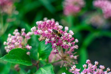 bee on flowers in the garden