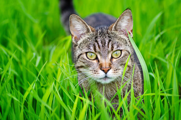 Naklejka na ściany i meble Young tabby cat on green grass. Animal life on a natural green background. Close-up.