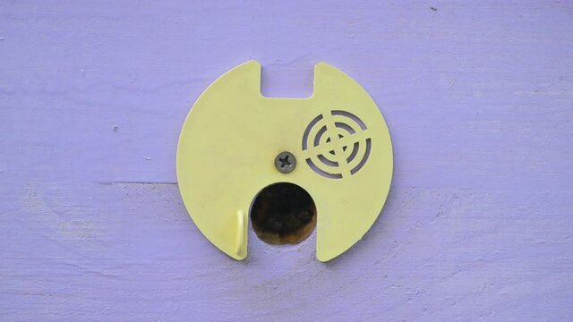 Bees arrive, work near the entrance to the hive, and also vent the hive.