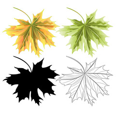 Colored leaves Maple  green red  natural outline and silhouette botanical vintage vector  illustration editable hand draw
