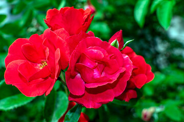 red rose in garden
