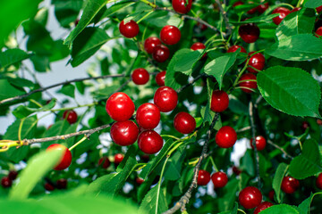 Fototapeta na wymiar red berries on a branch