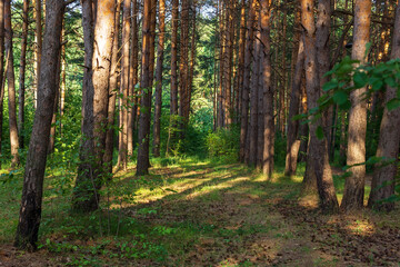 coniferous forest, morning in the coniferous forest, old pine trees.