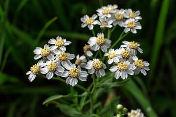 Fototapeta premium white and yellow flowers