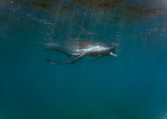Fototapeta premium Young woman snorkeling in the sea. Underwater photography of a girl using long fins under the sea.