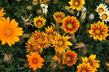 Fototapeta premium Fleurs gazania très colorées.
