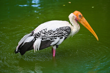 Painted stork in a pond - close up