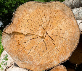 Naklejka premium Texture of a cut tree trunk in close-up. You can even see the annual rings.