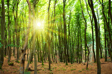 Sunshine in the summer forest with trees and grass.