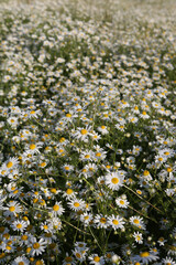 Camomiles. July flowers field of camomiles, matricaria recutita. Camomiles in garden in sunny day for postcard. White, yellow summer chamomile daisies in flowers meadow. Summer scenic nature in Russia