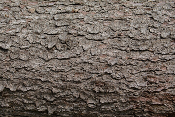 Texture of a tree bark viewed up close.