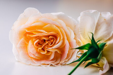 two fine pink roses on a white background