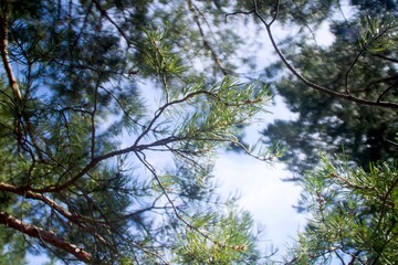 pine, pine forest, lat. Pínus,