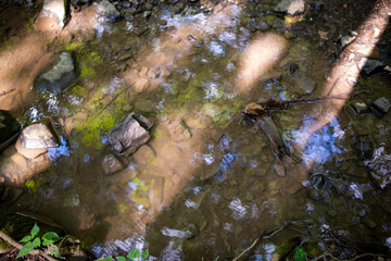 Abstract sunbeams cross a woodland stream with green leaves and blue sky reflected in dappled light. High quality photo beautiful nature background wallpaper with copy space.