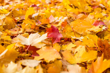 Colorful backround image of fallen autumn leaves perfect for seasonal use. autumn orange leaves.Golden season, sunny weather