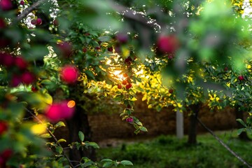 Fototapete bei efototapeten.de bestellen   