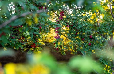 Fototapete bei efototapeten.de bestellen   