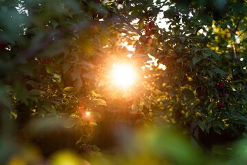 Fototapete bei efototapeten.de bestellen   