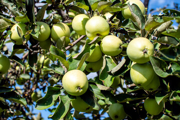 green apples on a tree