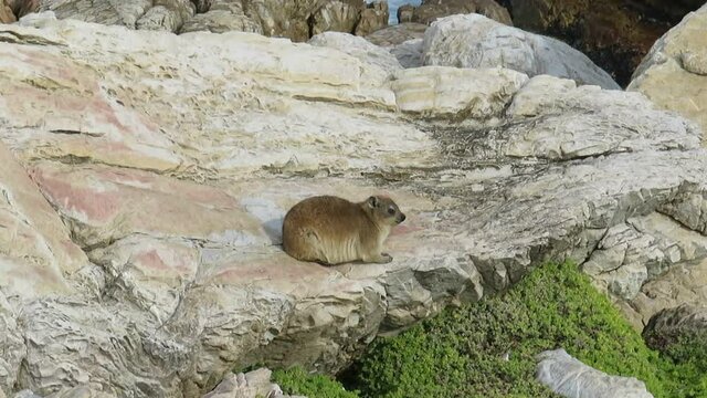 Cape Rock Hyrax, Hermanus, South Africa