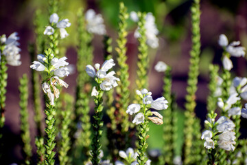 wild flowers in the garden