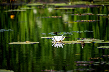 white lily in the pond