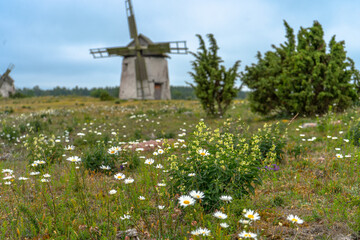 Countryside in Gotland. View with windmills and beautiful Swedish nature. Summer in Sweden