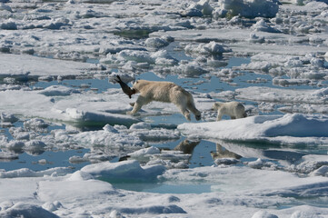 Female Polar bear (Ursus maritimus) dragging a ringed seal (Pusa hispida or phoca hispida) and accompanied by one cub, Svalbard Archipelago, Barents Sea, Norway