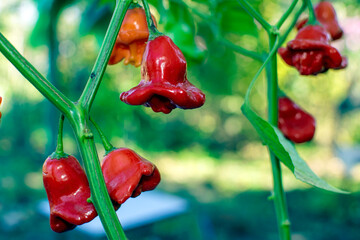 red peppers Bishop's crown on a branch