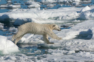 Female Polar bear (Ursus maritimus) on pack ice, Svalbard Archipelago, Barents Sea, Norway