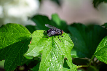 fly on leaf