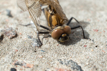 dragonfly close up. macro photo.