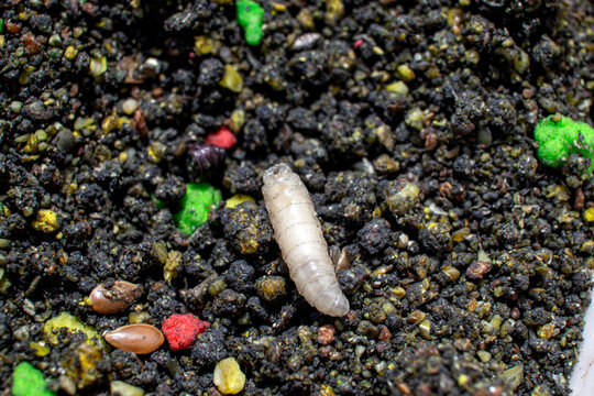 Maggot in a fishing bait close-up. Feeder Fishing