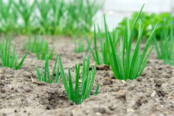 onions ripening in the form of green in the garden. organic farm