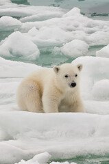 Polar bear cub (Ursus maritimus) on pack ice, Svalbard Archipelago, Barents Sea, Norway © Gabrielle