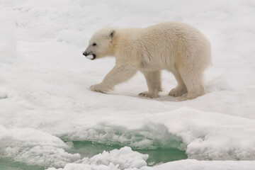Fototapeta na wymiar Polar bear cub (Ursus maritimus) carrying a piece of ice, Svalbard Archipelago, Barents Sea, Norway