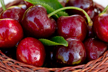Close up of big red cherries with water drops.