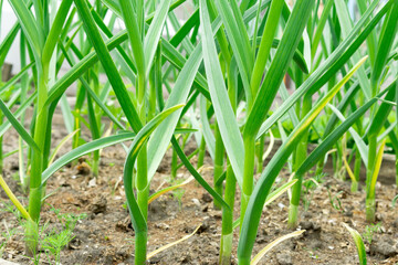 garlic grows in the ground in spring, close up. Organically grown garlic plantation in the vegetable garden.