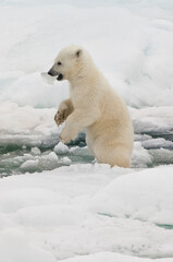 Obraz na płótnie Canvas Polar bear cub (Ursus maritimus) with a piece of ice in its mouth, Svalbard Archipelago, Barents Sea, Norway